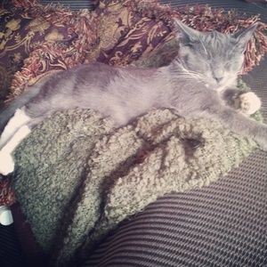 Meet your Posher, Pantera G